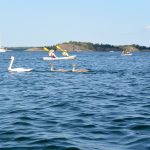 cygnes et cygneaux