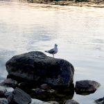 mouette
